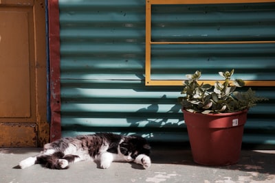 猫睡在盆栽植物
